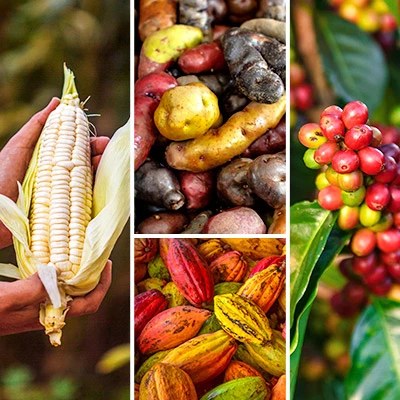 Día del Campesino: 4 alimentos representativos del Perú